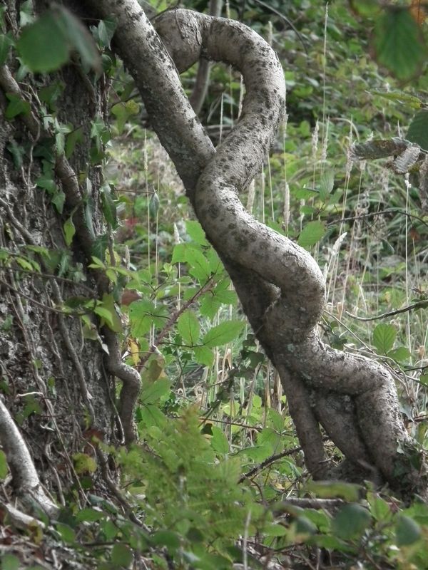 Laissons faire la nature